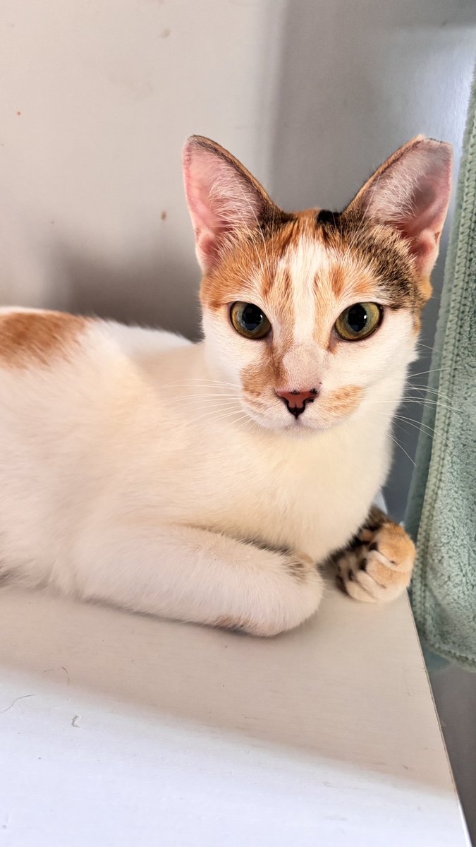 emiaaaang's tweet photo. I’ll always remember you as the tiny kitten that came to me and felt like you were home at last to lower your guard down and sit in my lap looking all cute, that was around the same time 3 years ago. Thank you for giving my life such joy. Run free baby Whitywhite 🤍 https://t.co/ldoVTmxCgK