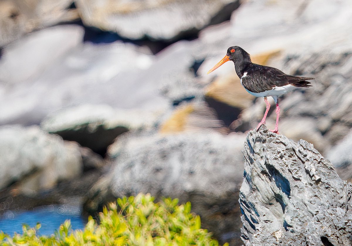 Watchful Australian Oystercatcher.