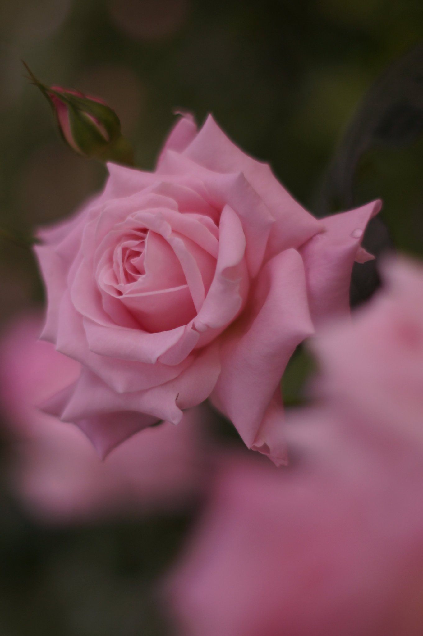 ブラッディ✛メアリー✦バラッド✕オペラ✦女王の花✦リョウ✦月のしっぽ まとめ売り 魔法のバラ | Swarovski
