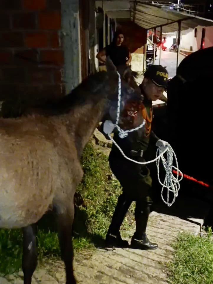 Andrea Padilla Villarraga🐆 (@andreanimalidad) on Twitter photo 🐴❤️ Recibimos la llamada de <a href="/elmandelosperro/">Hector Hernandez</a> y, junto a él y la <a href="/PoliciaDeris/">Departamento de Policía Risaralda</a> ❗️nos pusimos manos a la obra❗️Resulta que la víctima de violencia no era solo un caballito, sino tres más 😡 Haciendo uso de la #LeyAngel, la súper Policía los aprehendió y le abrió proceso al 🐴❤️ Recibimos la llamada de <a href="/elmandelosperro/">Hector Hernandez</a> y, junto a él y la <a href="/PoliciaDeris/">Departamento de Policía Risaralda</a> ❗️nos pusimos manos a la obra❗️Resulta que la víctima de violencia no era solo un caballito, sino tres más 😡 Haciendo uso de la #LeyAngel, la súper Policía los aprehendió y le abrió proceso al