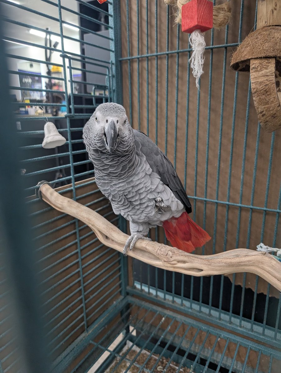 They have a parrot, Lilly
