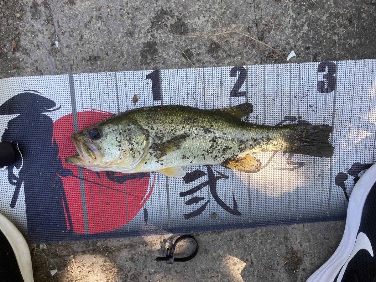 らびっとのBass time tweet media