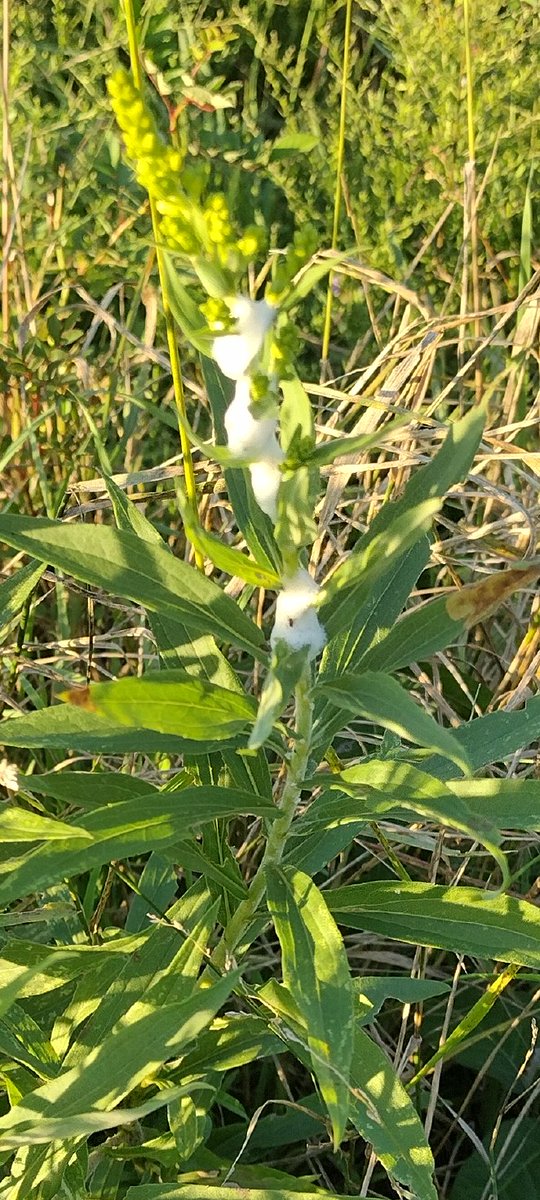 Milk weed im guessing