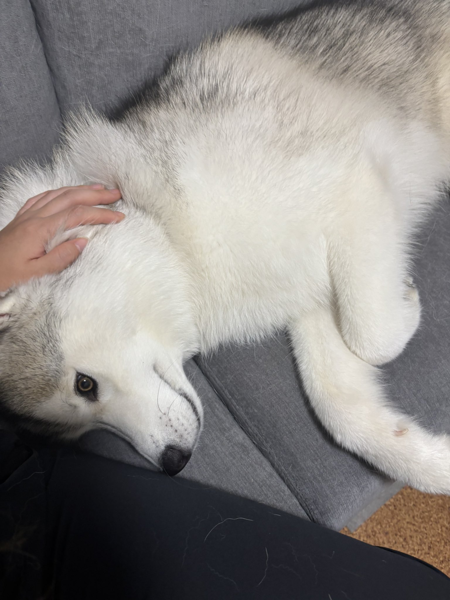 ガブちゃん (@rn2312412) / X