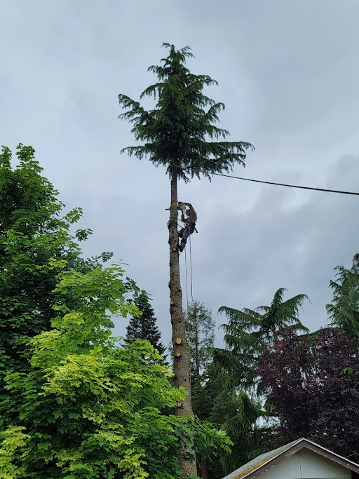 DavisSonsTree's tweet image. Storm damage can happen unexpectedly. Our fast, effective emergency tree removal ensures your property is clear and safe in no time. Call now for emergency assistance! #EmergencyTreeRemoval
davisandsonstreeservice.com/contact