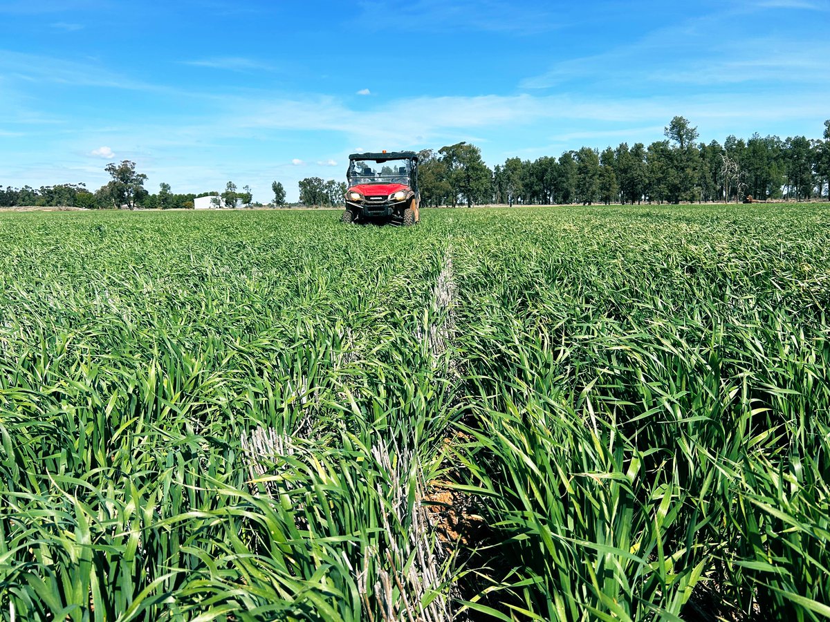 Goldie L and Minnie R - Minnie sitting up slightly taller but with a bit more leaf tipping (108 mm GSR). Nearby to <a href="/theGRDC/">GRDC</a> Milling Oats NGN site to discuss at Ganmain Agronomy Field Day