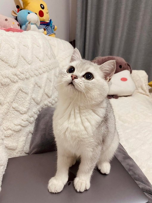 Eleena3254's tweet photo. A tiny, majestic creature, surrounded by a world of soft textures Pure bliss🥰 https://t.co/zvoFqdF8cE