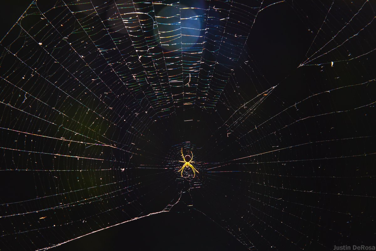 Justinterfacing's tweet image. Radiate Light