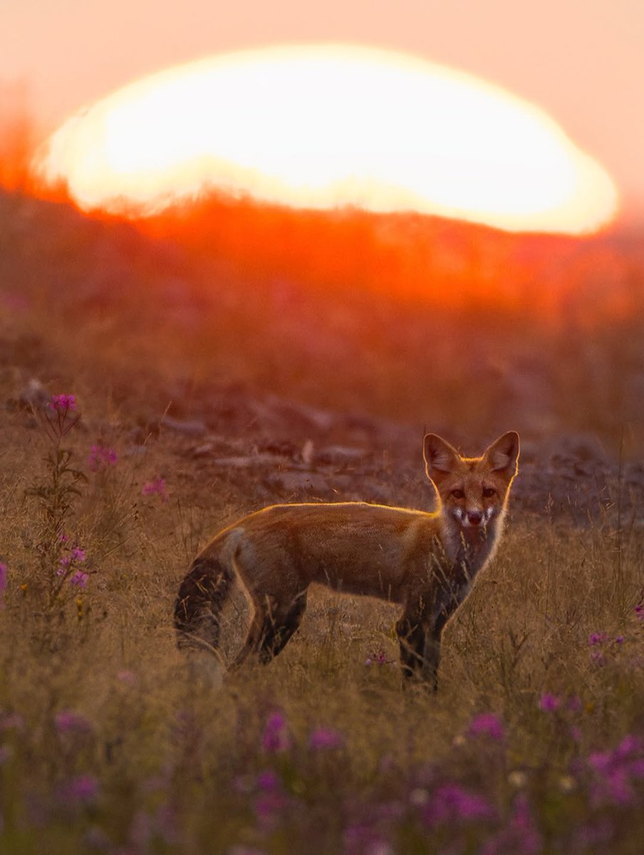 Some moments can’t be planned, they just happen. A fox pauses in a field of fireweed as the Northern sky glows with colour. The North always rewards those who linger a little longer. 🦊🌅✨

📸 jonathangillinghamphotography
📍Tlicho Highway, NWT

#SpectacularNWT #ExploreCanada