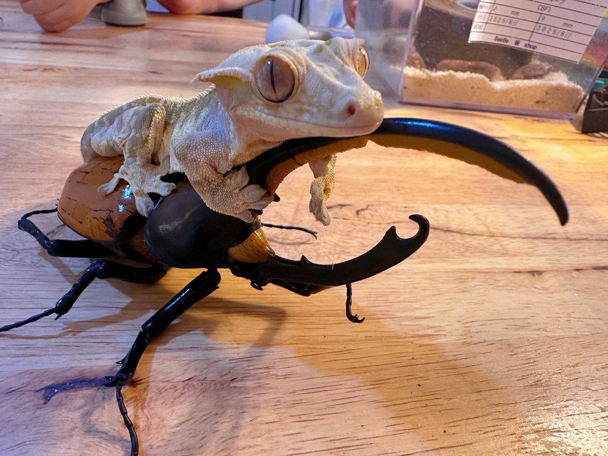 さとぴ (@mushimushi_com) / Posts / X