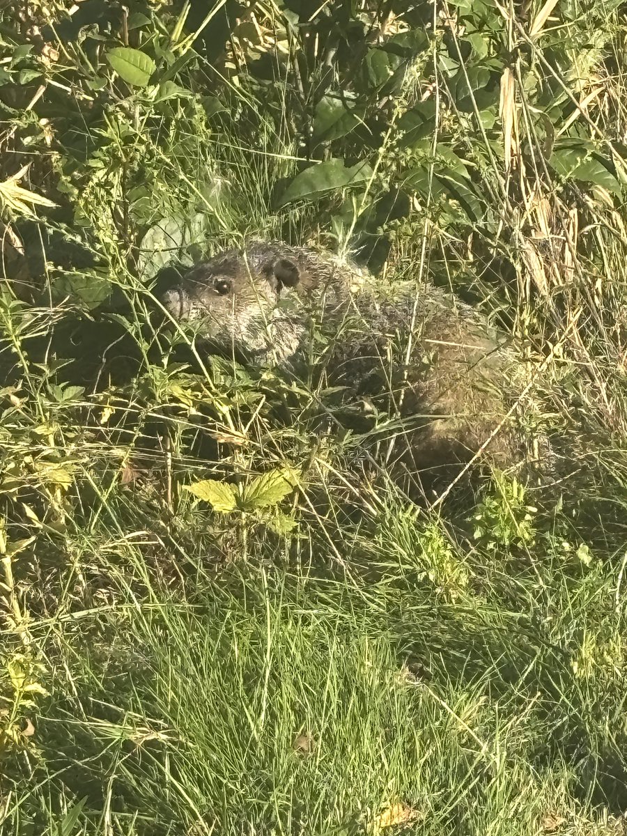 Nice TEAM win over <a href="/CHSLadyGolf/">Chardon Girls Golf</a>! Always fun with the Hilltoppers. Riverside was lead by Kaylee Kirk with a 44! Wildlife brought to you by Coach Caldwell.