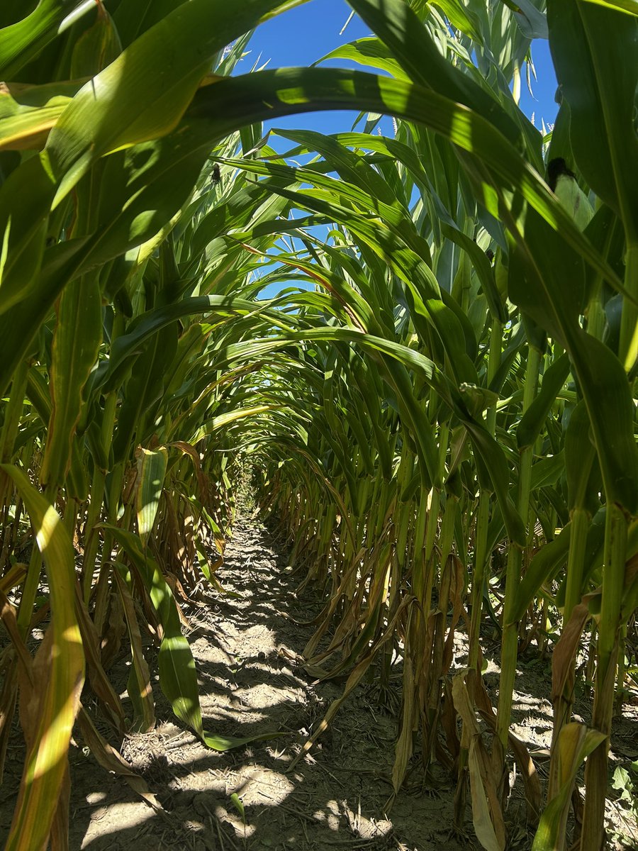 In the fields for week ✌🏻of #GLGTour2025 in the Glencoe area with <a href="/hetmiller5/">heather miller</a>! 
#yield #croptour
