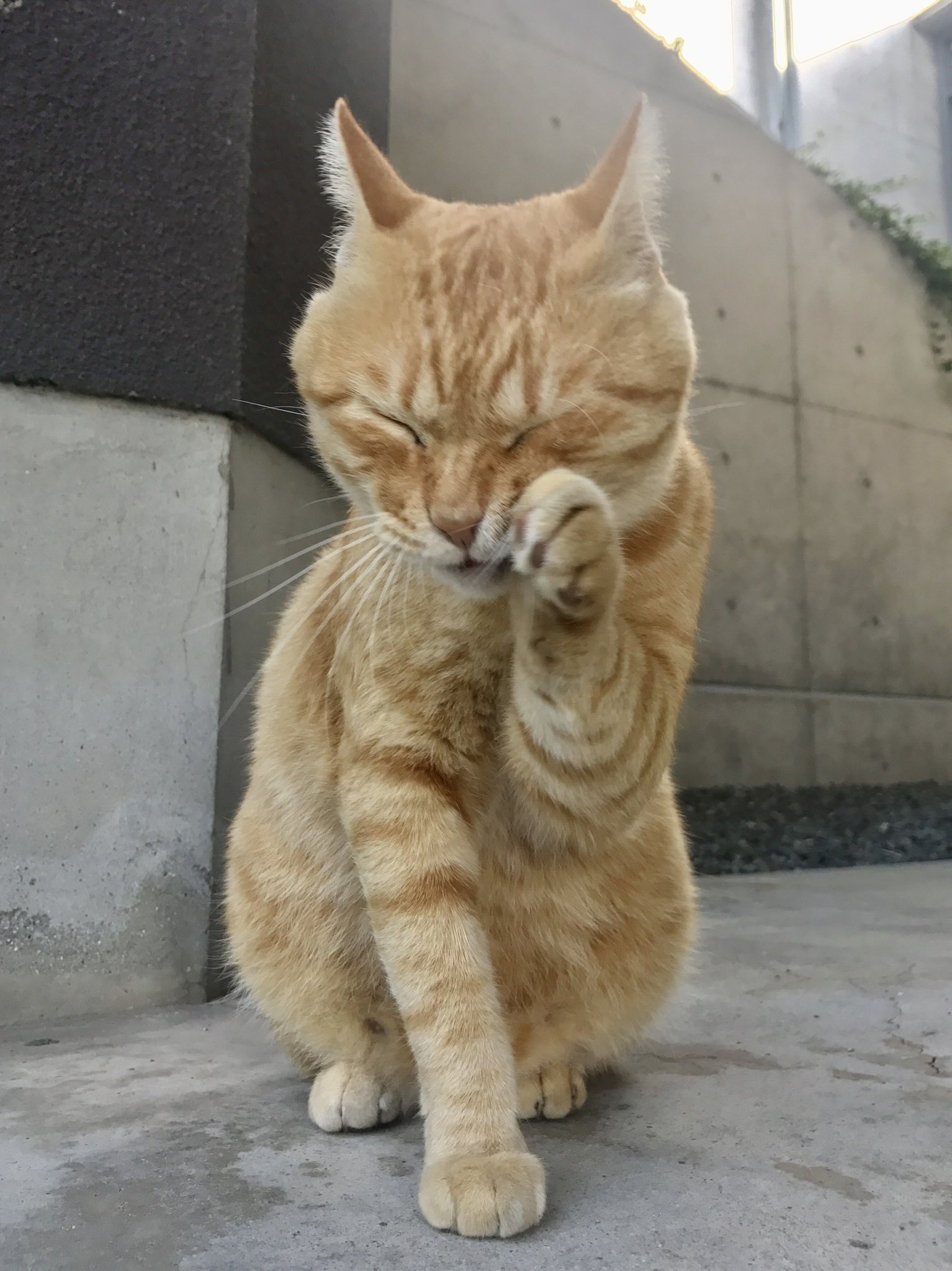 ねこねこねこ　0308 Amazon | HiPlay JXK 1/6 酔っ払い猫2.0 JXK203C 動物