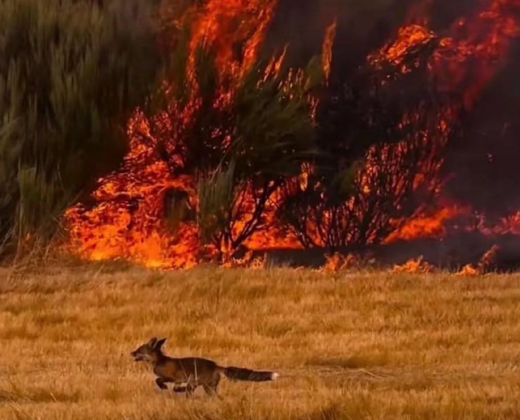Kastamonu yanıyor…
Kurdu, kuşu, tilkisi, tavşanı, geyiği, ağacı, nefesimiz yanıyor…
#KastamonuYanıyor