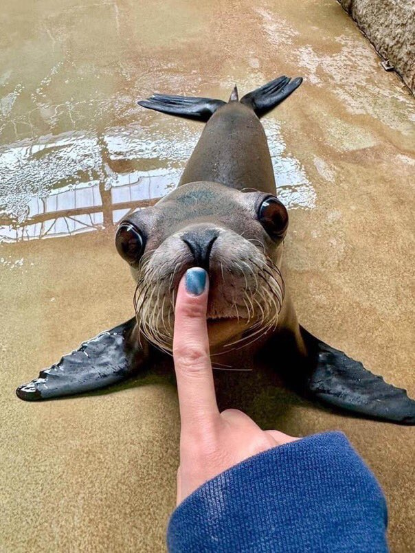 Pankake (@pankake3164) on Twitter photo 