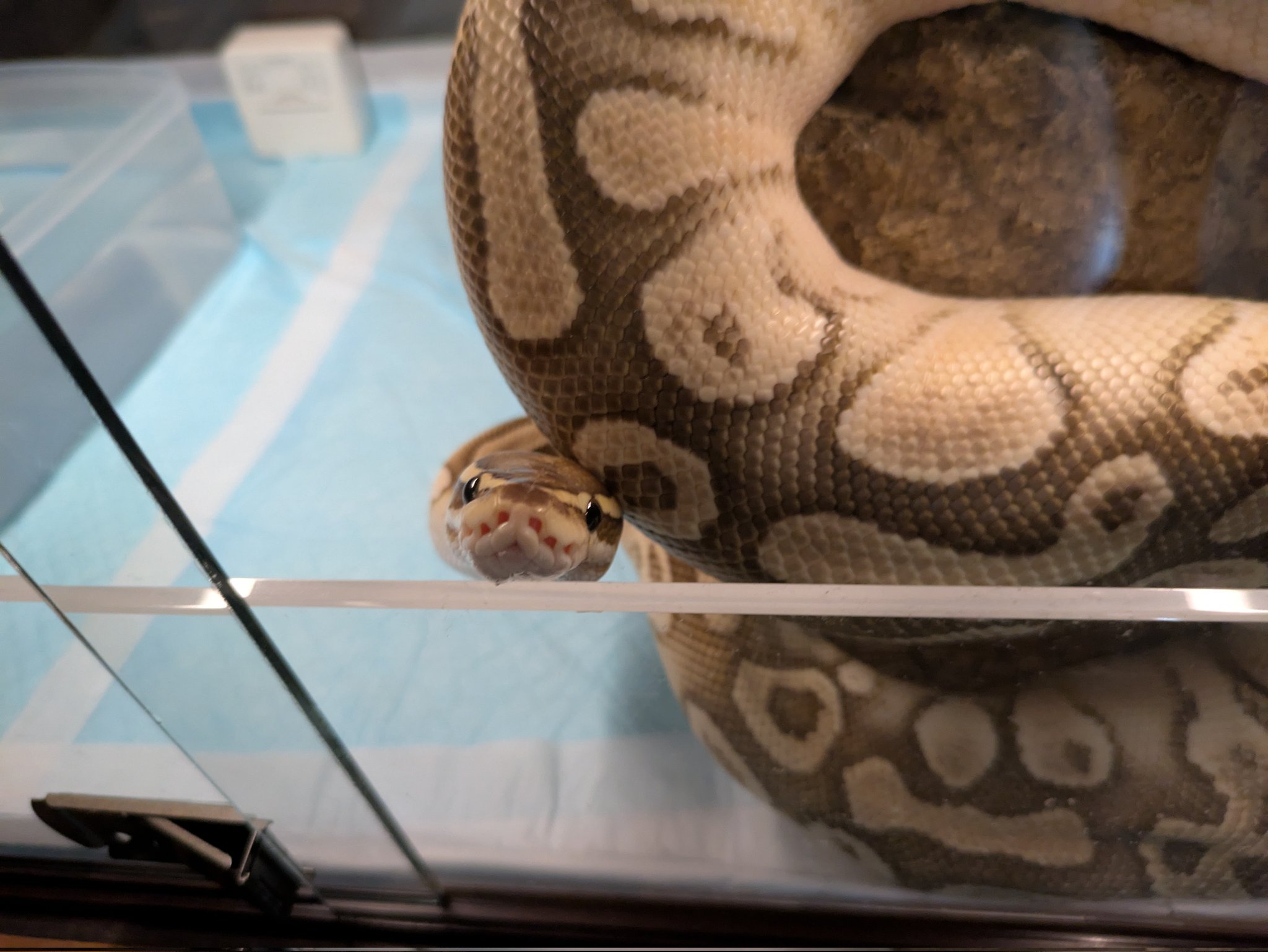 早朝バナナ🐍 on X: 