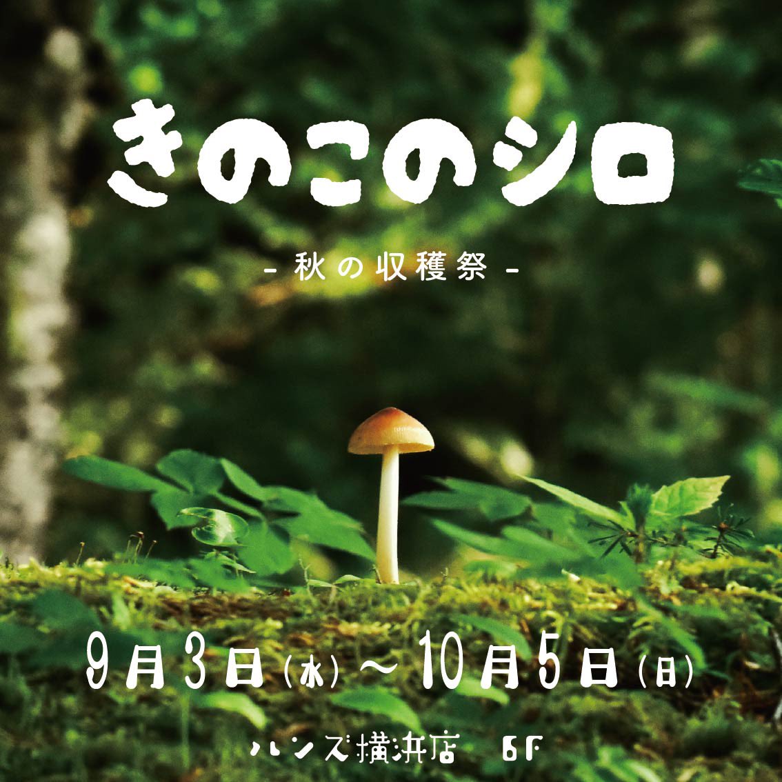 【イベントのお知らせ】
本日から10/5まで、ハンズ横浜店で開催のきのこイベントに参加します✨️
店頭にYO-COはおりませんが、ゆっくり楽しんでいただければ嬉しいです😸
きのこもりっもり～🍄🍄🍄

『きのこのシロ』
🍄9月3日（水）〜10月5日(日)
🍄ハンズ横浜店6F