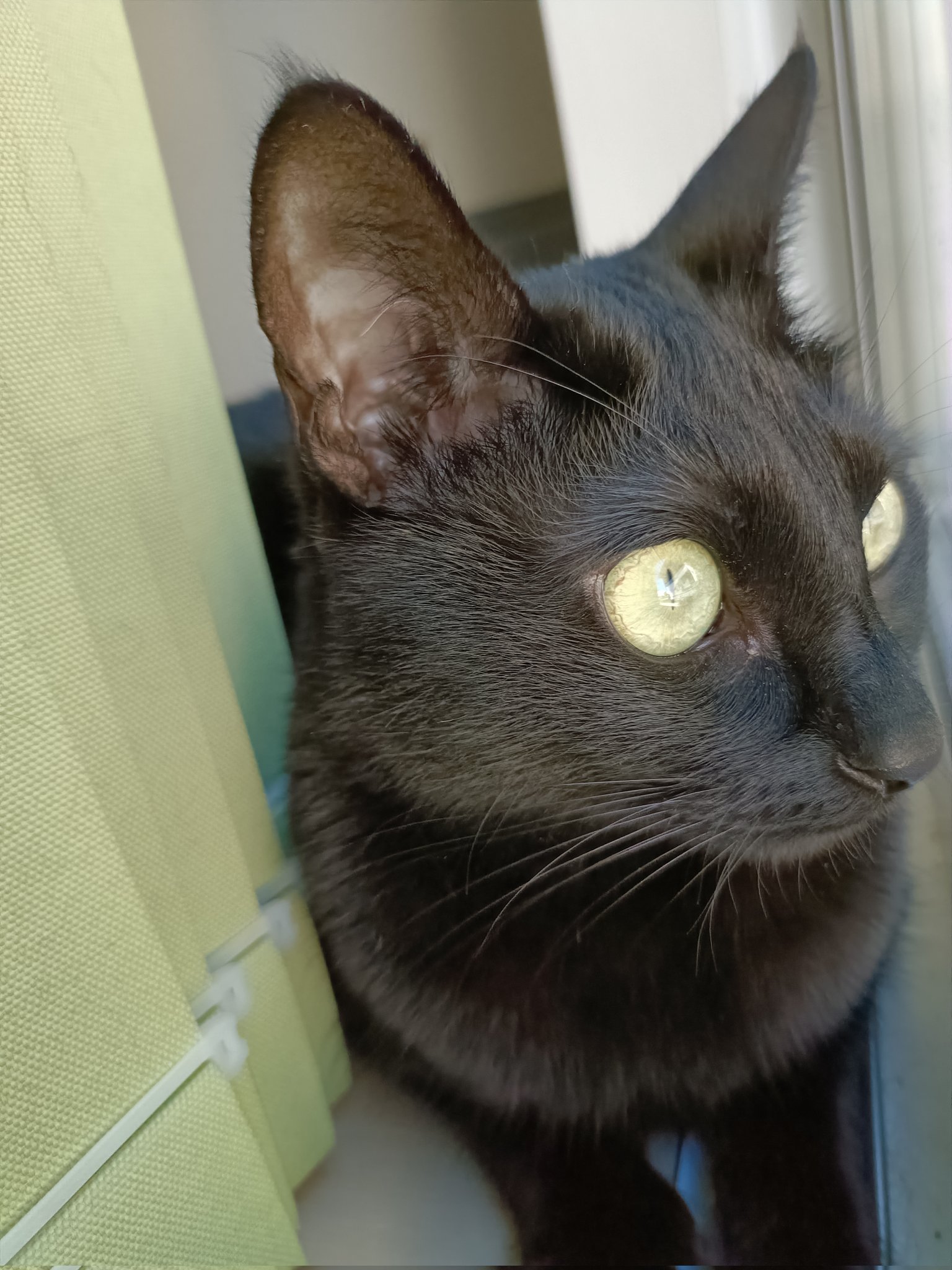 ネコ 様 3月もよろしくお願いしにゃす🐈‍⬛🐾 #カレンダー#ジュウハン