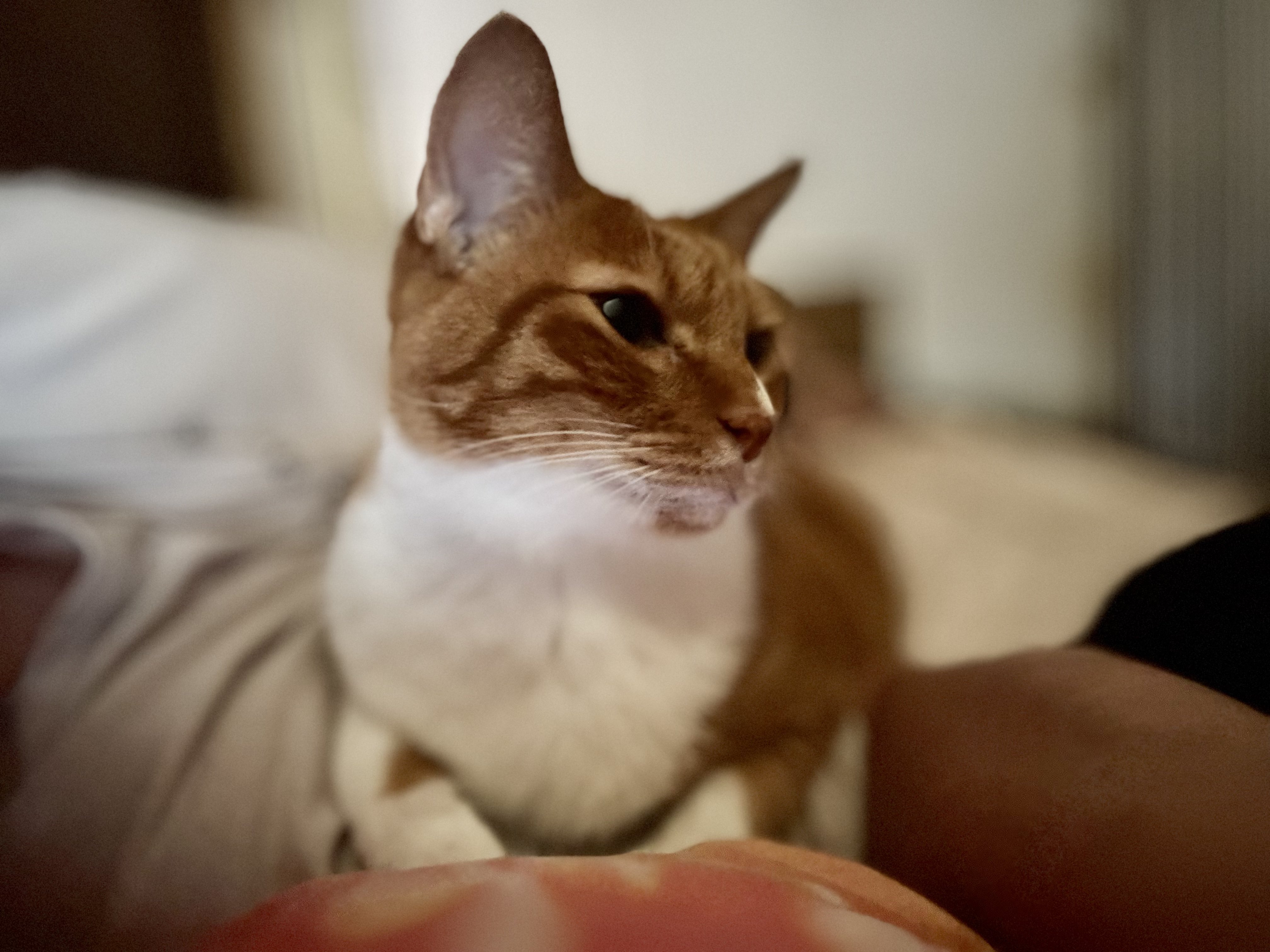 多幸🐈プロフ見てね🐈‍⬛固定ポストは拡散希望🐾 on X: 