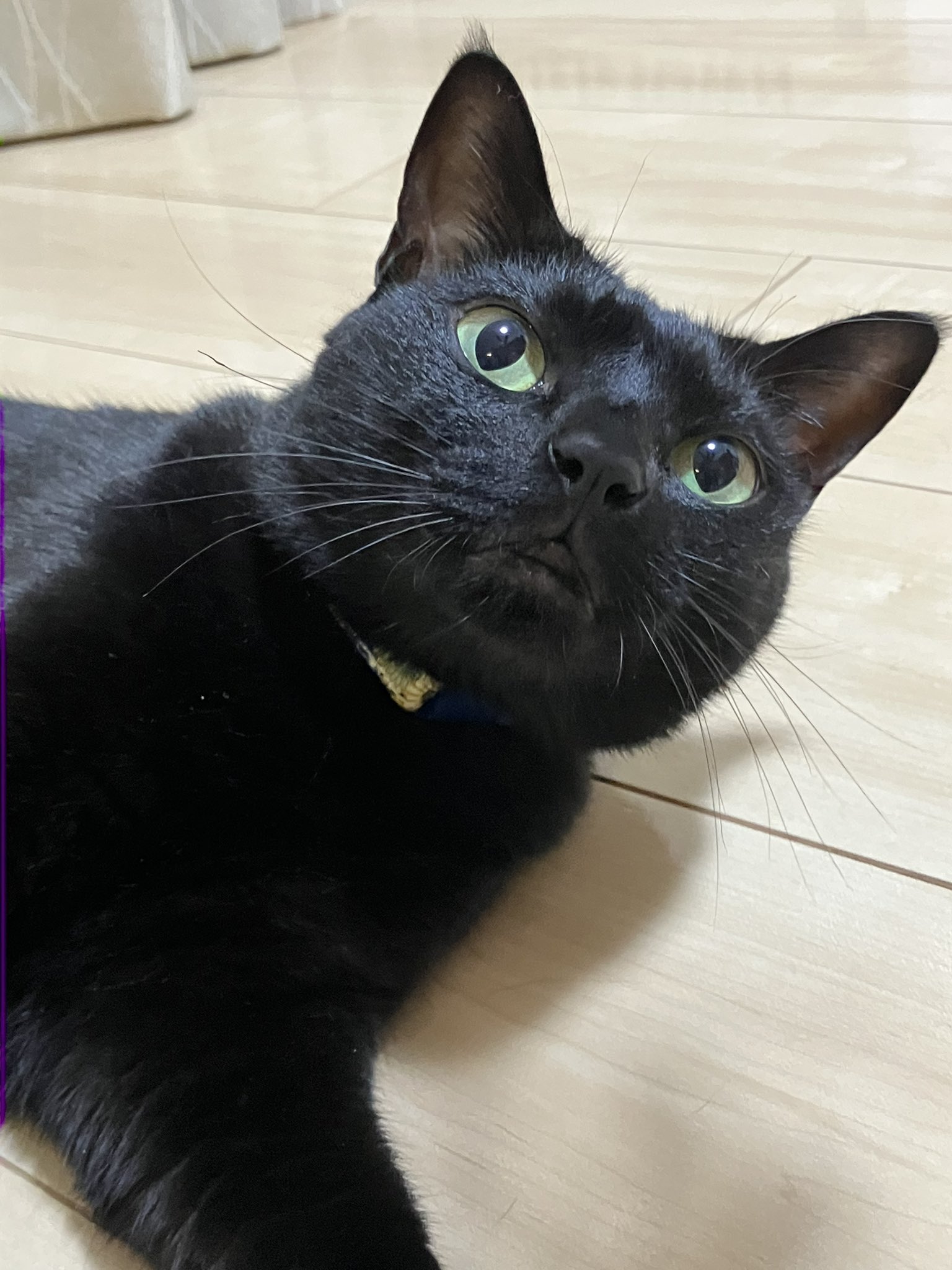 黒猫 シナダ SHINADA ぬいぐるみ もちねこ クロ(XL) MONE-0880B