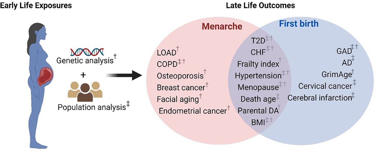 Early menarche and childbirth accelerate aging-related outcomes and age-related diseases: Evidence for antagonistic pleiotropy in humans

"Our study highlights the complex relationship between genetic legacies and modern diseases, emphasizing the need for gender-sensitive