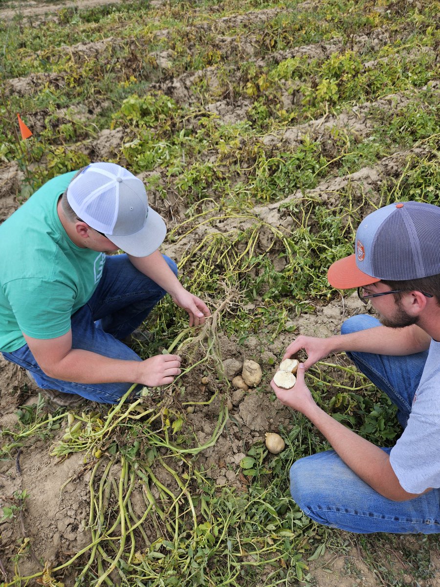 ForrestLang78's tweet image. From tassel wrap to SDS, @osuati students found quite the diverse conditions across some production and research fields on the @CFAES_OSU Wooster Campus.
Fields included corn, soybeans (double crop &amp;amp; full season), potatoes &amp;amp; watermelon. 
#ATI #TeachAg #CFAES #OSU