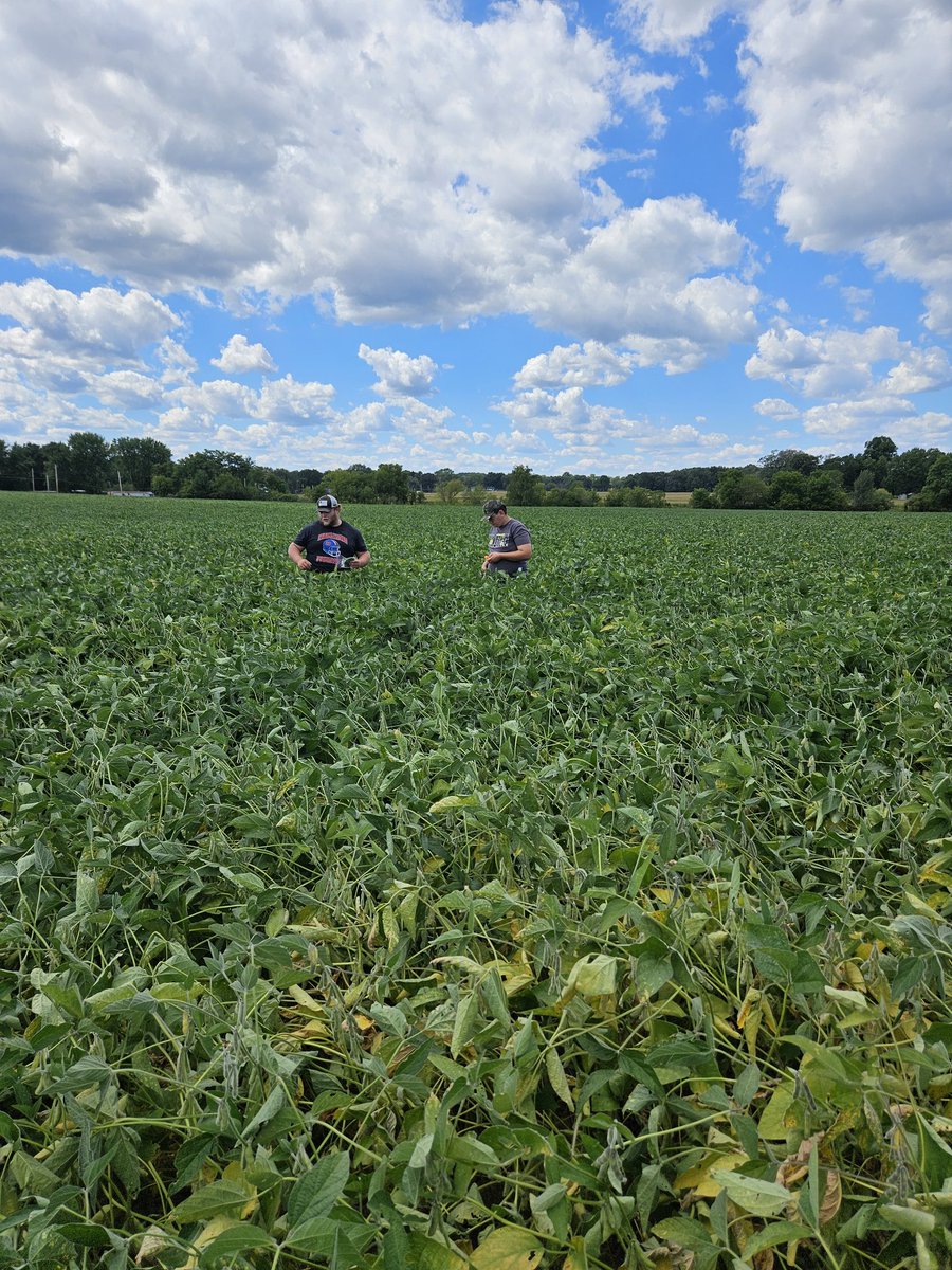 ForrestLang78's tweet image. From tassel wrap to SDS, @osuati students found quite the diverse conditions across some production and research fields on the @CFAES_OSU Wooster Campus.
Fields included corn, soybeans (double crop &amp;amp; full season), potatoes &amp;amp; watermelon. 
#ATI #TeachAg #CFAES #OSU