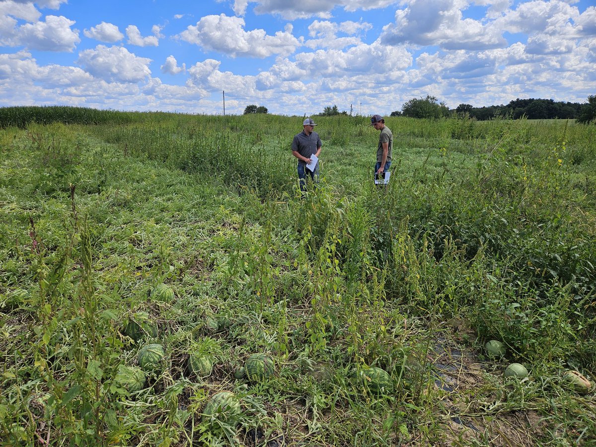 ForrestLang78's tweet image. From tassel wrap to SDS, @osuati students found quite the diverse conditions across some production and research fields on the @CFAES_OSU Wooster Campus.
Fields included corn, soybeans (double crop &amp;amp; full season), potatoes &amp;amp; watermelon. 
#ATI #TeachAg #CFAES #OSU