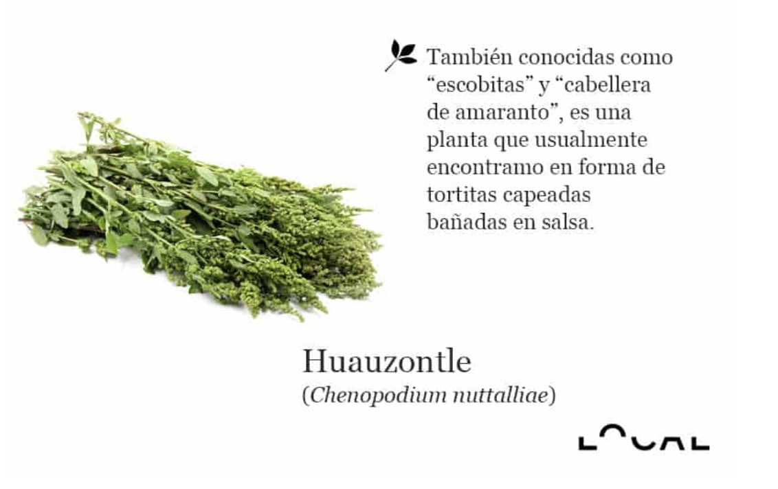 localmx_'s tweet photo. #FloraLocal Los quelites son uno de los pilares más antiguos de la comida mexicana. Son plantas comestibles y silvestres que posiblemente salvaron la vida de los aztecas. Te dejamos una lista de 6 de ellos. https://t.co/P6MYdIsC6F https://t.co/qYlQ6bClfz