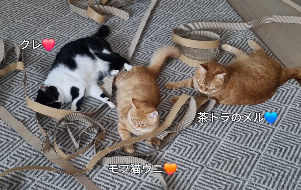 食べちゃう (茶虎ハチワレ) 食べちゃう (茶虎ハチワレ) ハチワレ イラスト 無料 食べちゃう