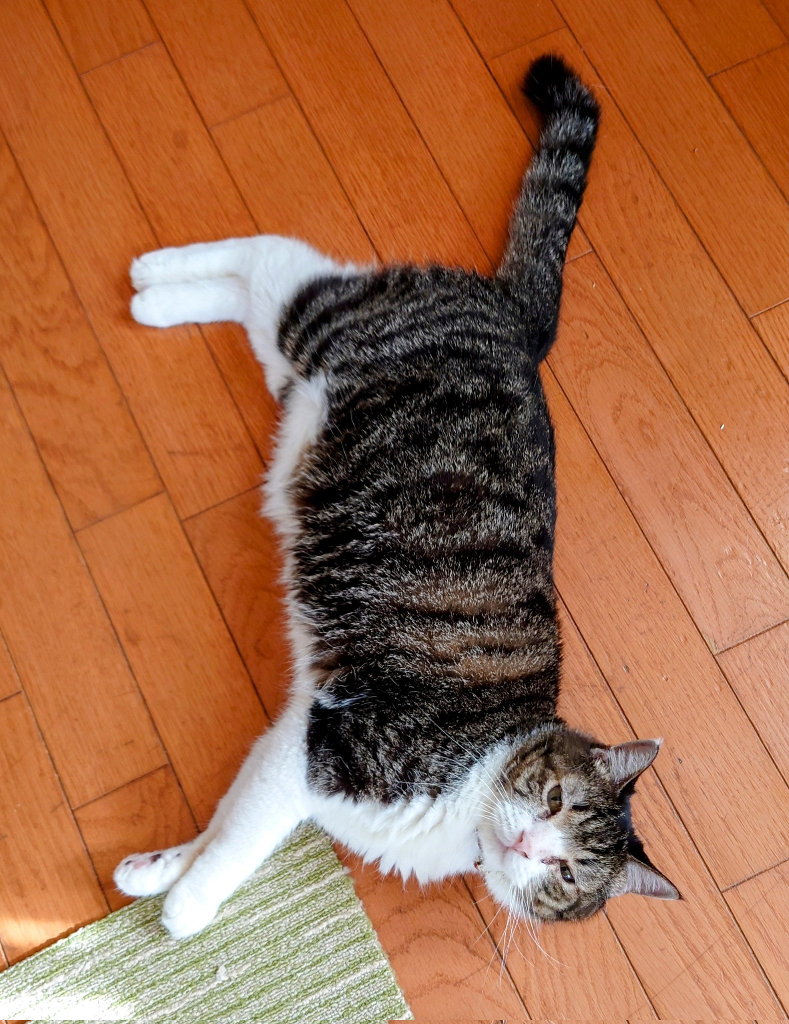 どこかの猫好き 718aMh15sUL._UF350,350_QL80_.jpg