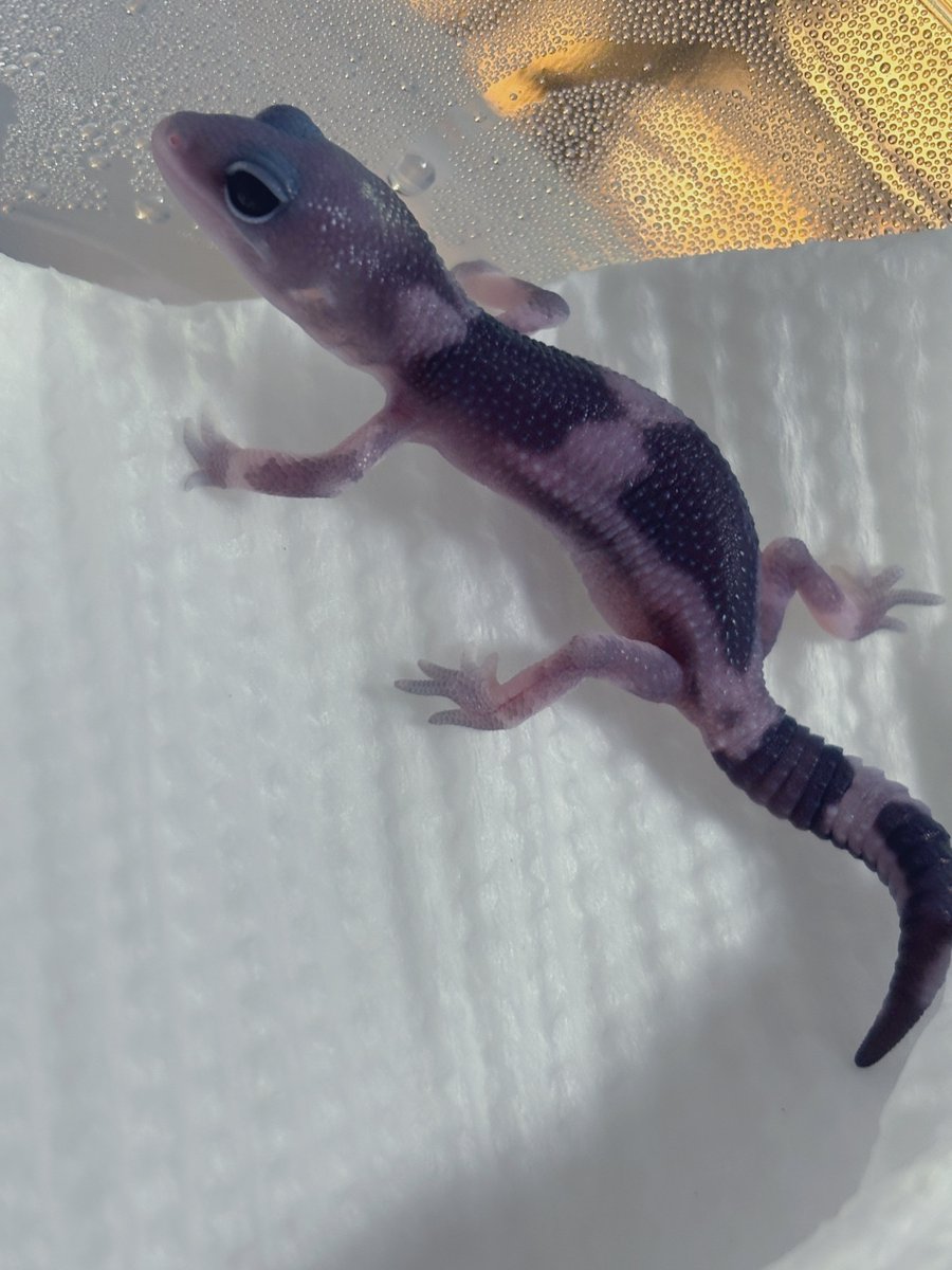 ニシアフハッチ😊