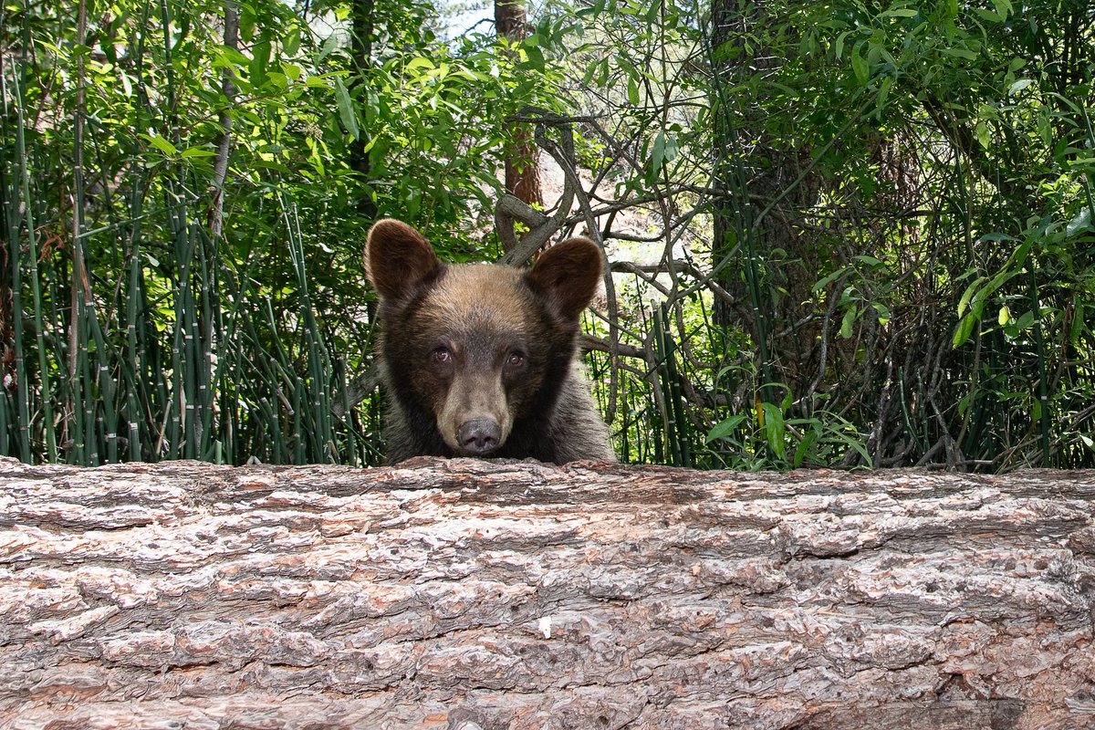 LakeTahoeUSFS's tweet photo. #ICYMI
Trash and Bears Don't Mix - Do Your Part to Protect Lake Tahoe’s Wildlife! The bear experts with the Tahoe Interagency Bear Team ask everyone to take responsibility for their trash and food! Full story: https://t.co/lafhyfv19k. #KeepTahoeBearsWild #BeBearWise #BearCountry https://t.co/6Ckcpzh4Aq