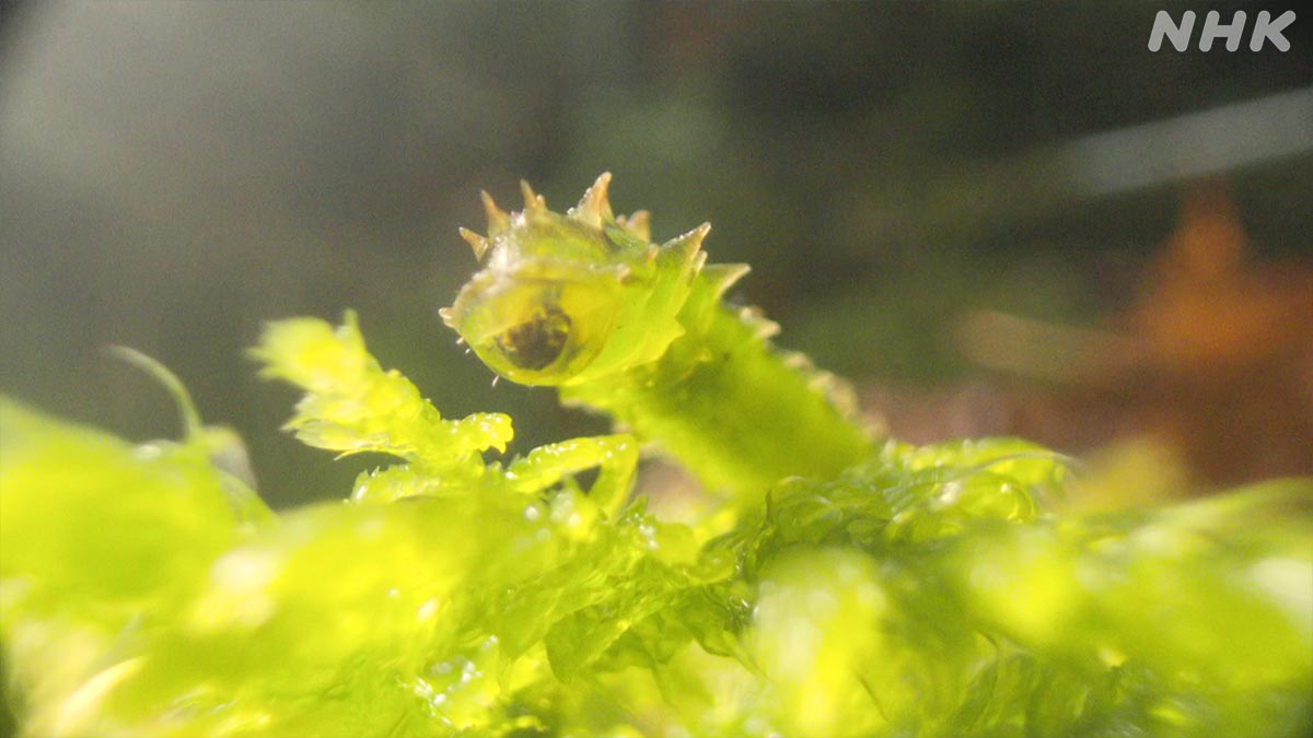 ダーウィンが来た! ダーウィンが来た！ (@nhk_darwin) / X
