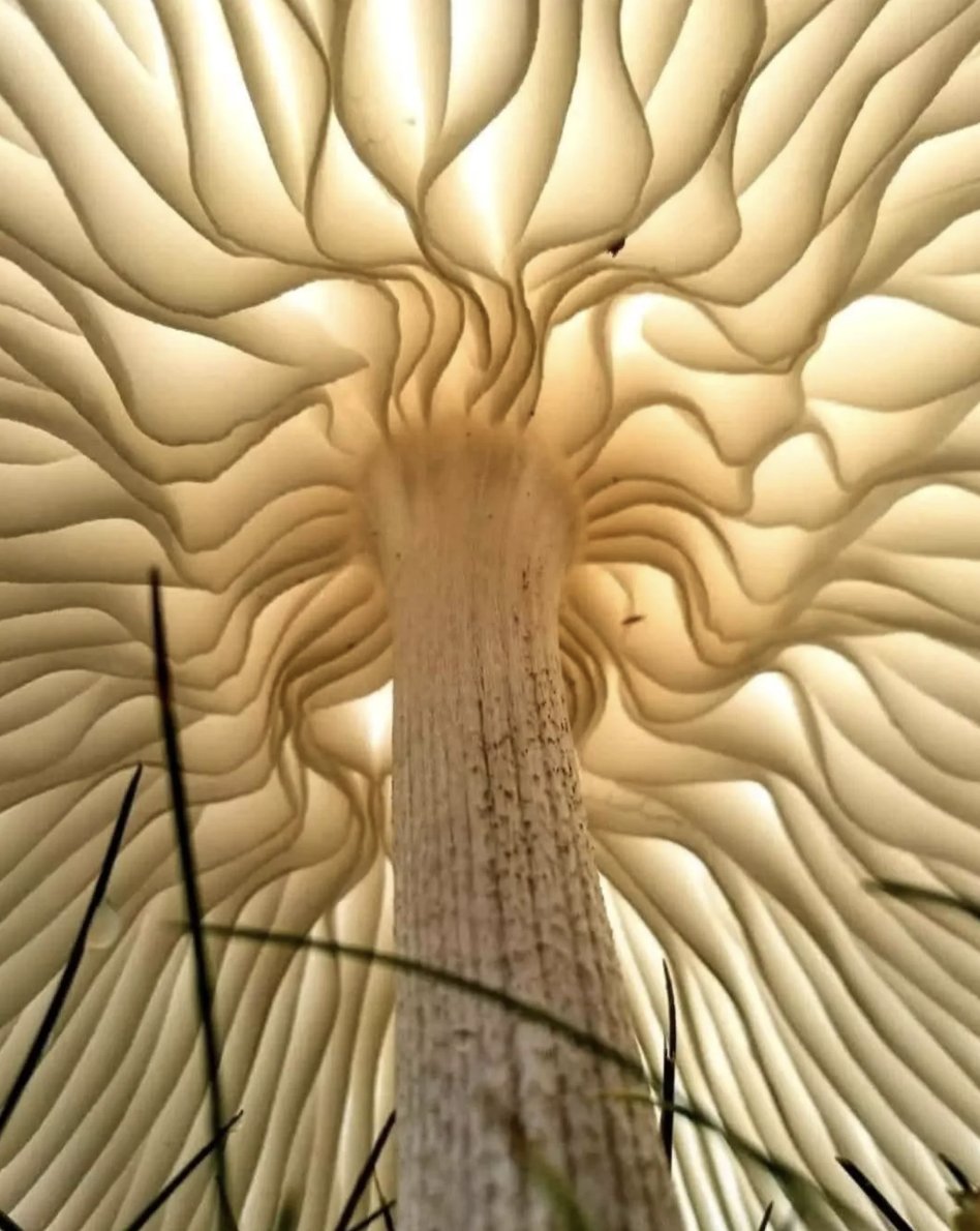 Looking inside a mushroom
The entire fungi kingdom also has its sacred geometry.
Its toroidal operating system is reflected in the mycelium, which connects everything.
The whole forest is connected through the mycelium.
Everything is interconnected.
It intercommunicates.