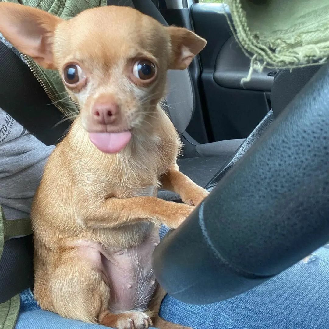 💖 (@twaniimals) on Twitter photo 