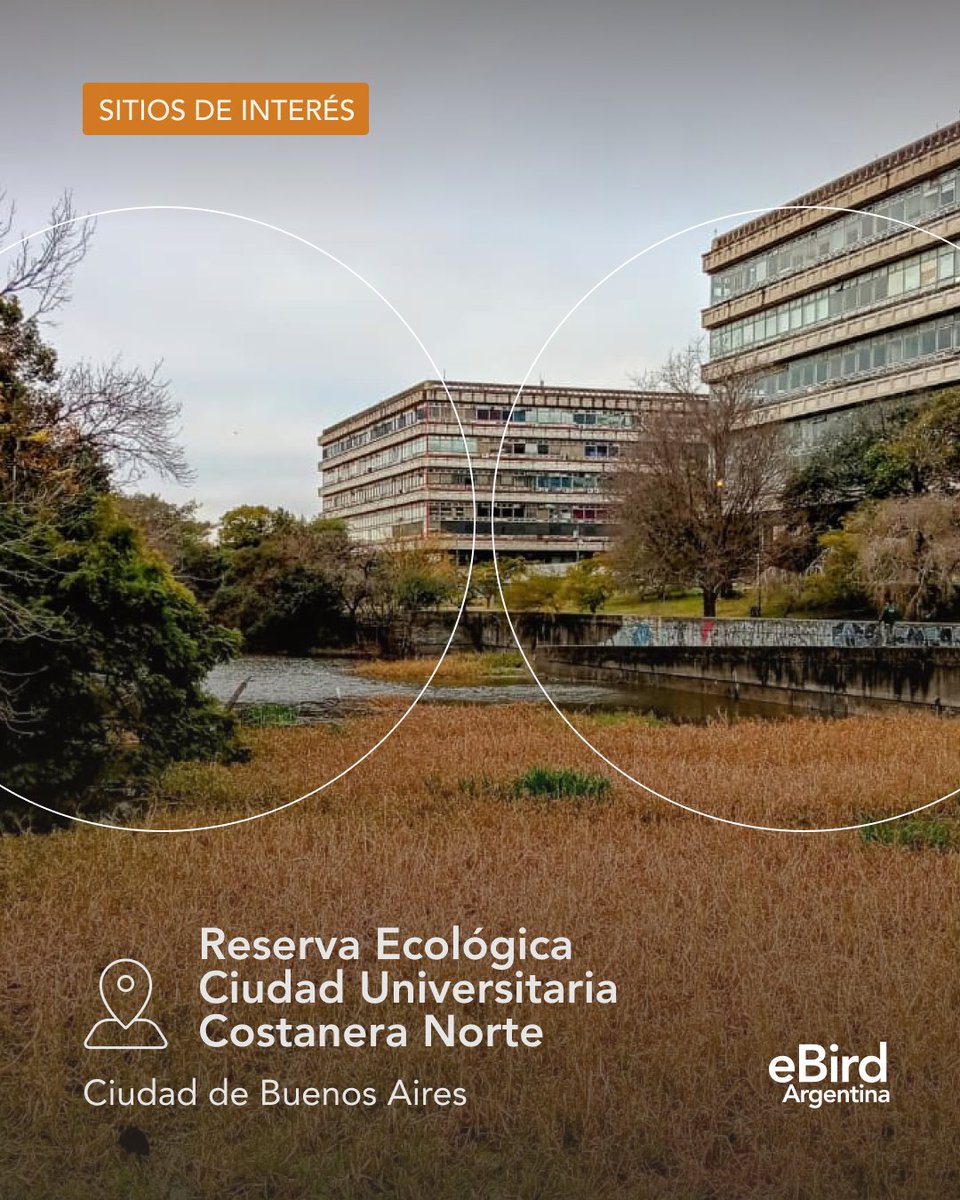 eBird Argentina tweet media
