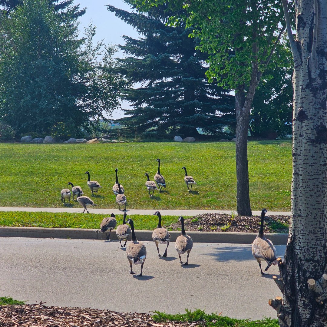 HillviewYEG's tweet image. Caution: Cobra-chickens on the move 🪿

Life in Jagare Ridge means sharing the road with the locals. Sometimes they travel in style, taking up the whole lane.

#hillviewfamily #canadiangoose #yegarchitecture #jagareridge