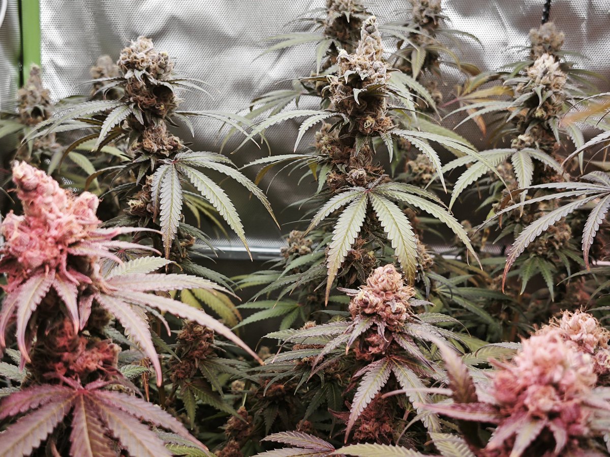 jibbit_420's tweet photo. 🖤🍒👊 Black Cherry Punch von Pyramid Seeds 👊🍒🖤

..ein bisschen Foxtailing aber wunderschön.. LST wie ein Baum 💪🌿💚
 .. zeigt mir eure Black Cherry Punch!!            bin neugierig 😅

#BlackCherryPunch #PyramidSeeds #Foxtailing #LST #Cannabisfreunde #CannabisCommunity #JiBBiT420
#Weedmob #WeedLovers