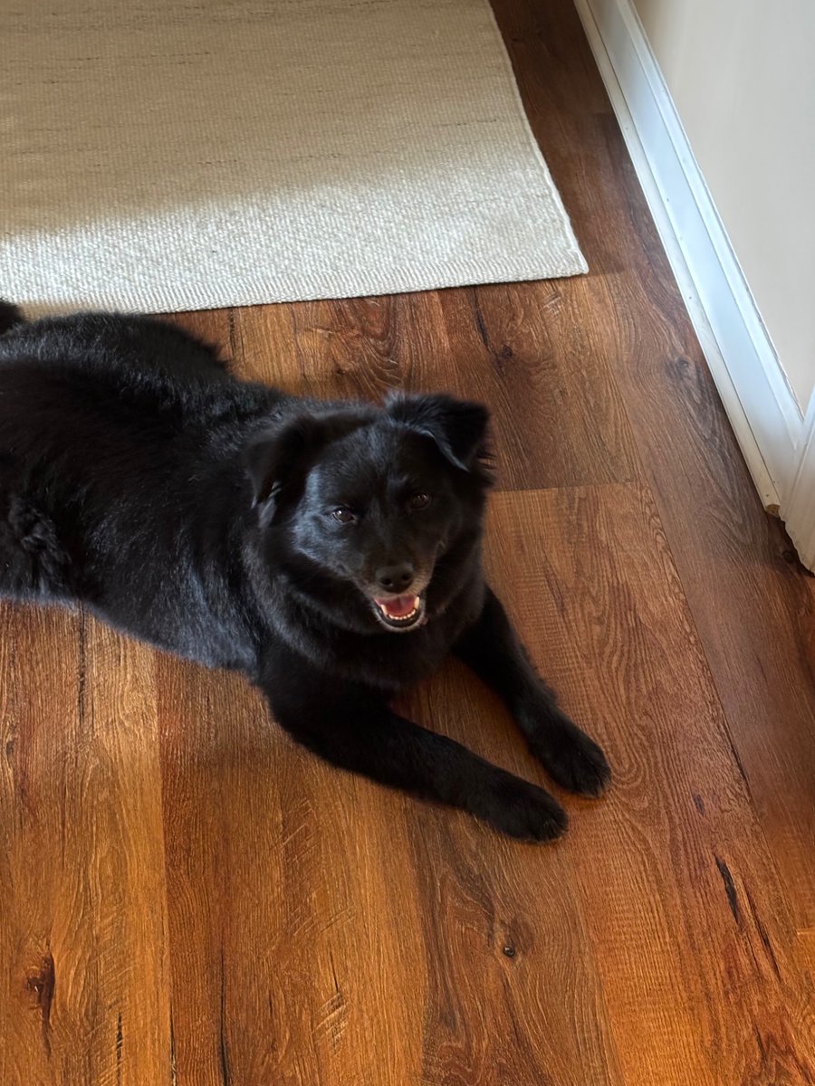 just had another nightmare walk with the creature that gets to live in my house rent free ❤️ love her