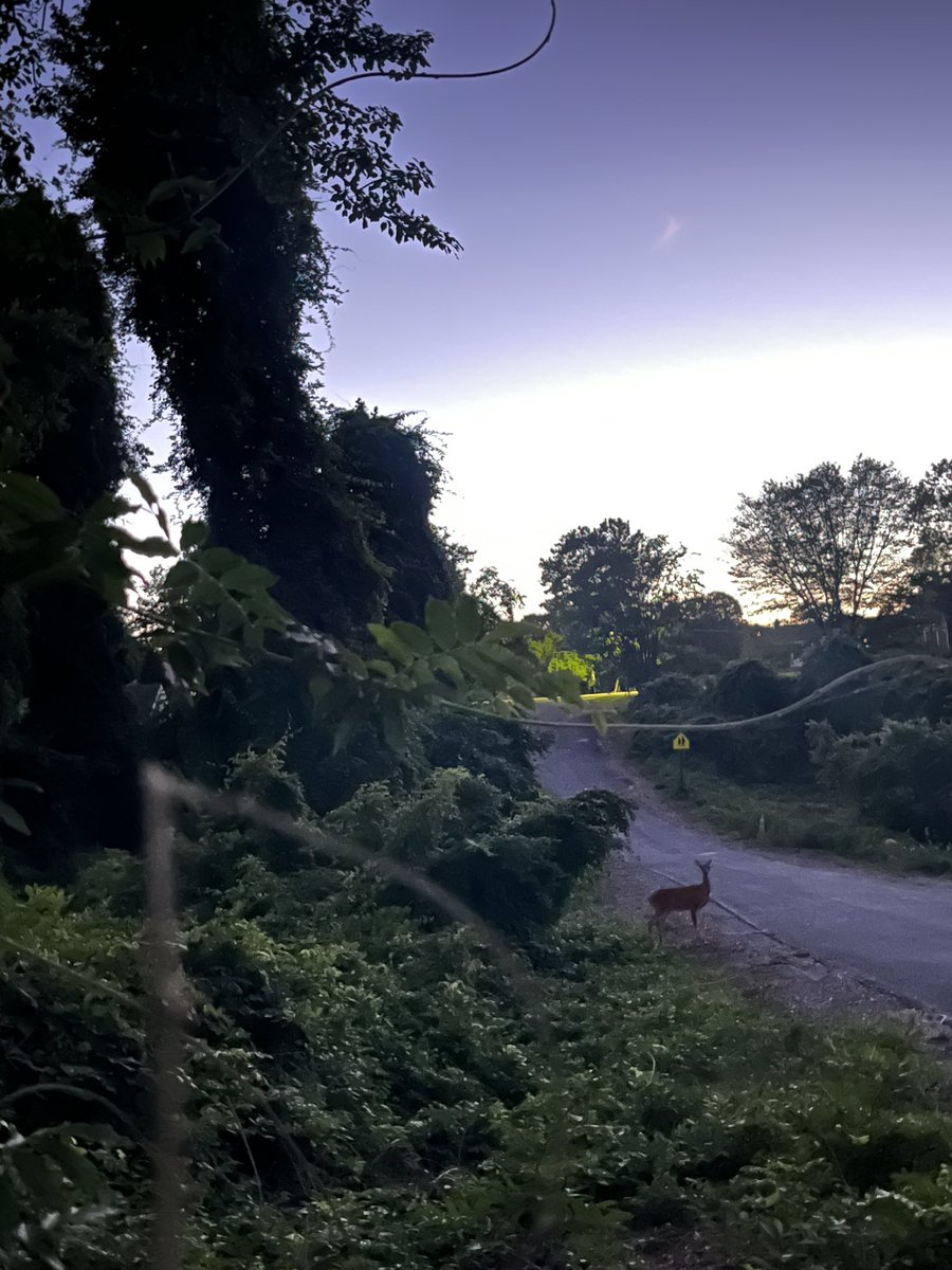 anju 🦌 tweet media