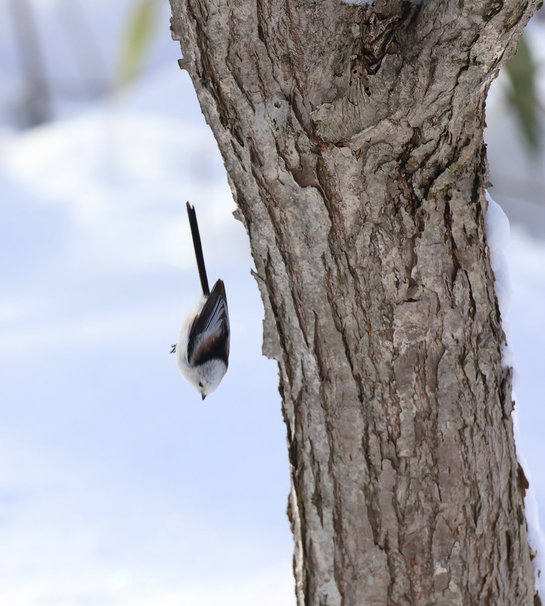 ◆ぽえぽえぽえ Mawile V #78 Prices | Pokemon Japanese Incandescent Arcana