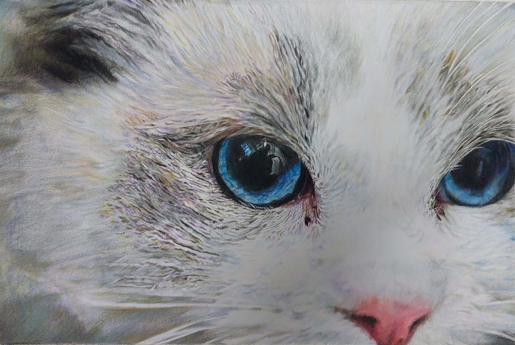 色鉛筆画A4 茶トラ白 仔猫