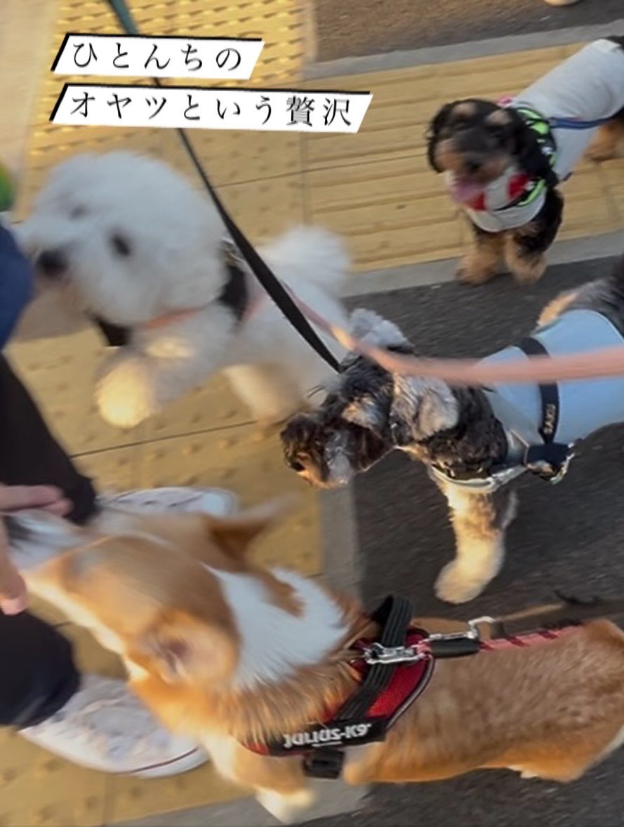 形が定まらない犬 on X: 