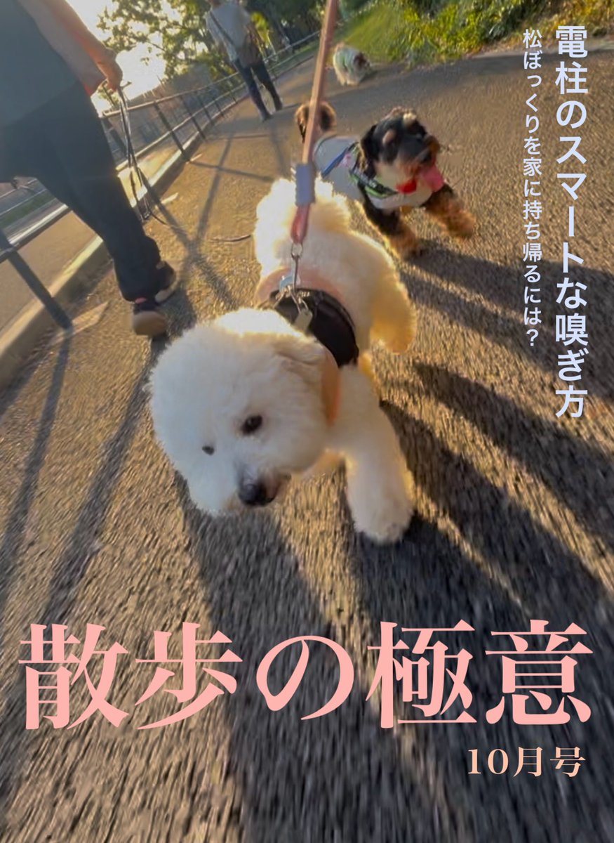 いぬ 000000000244_niIhaWU.jpg