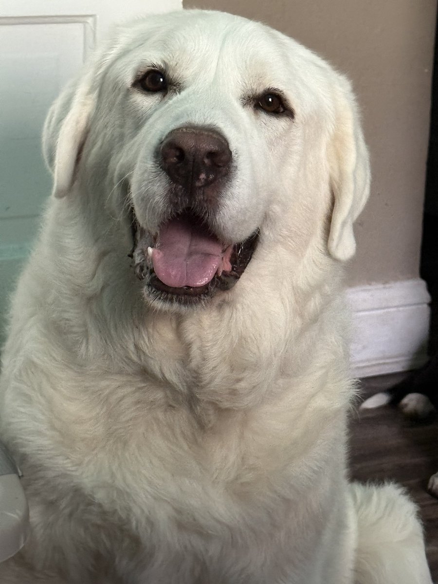 Just some pics of yeti (the big white pup) and Tucker (the little pup)