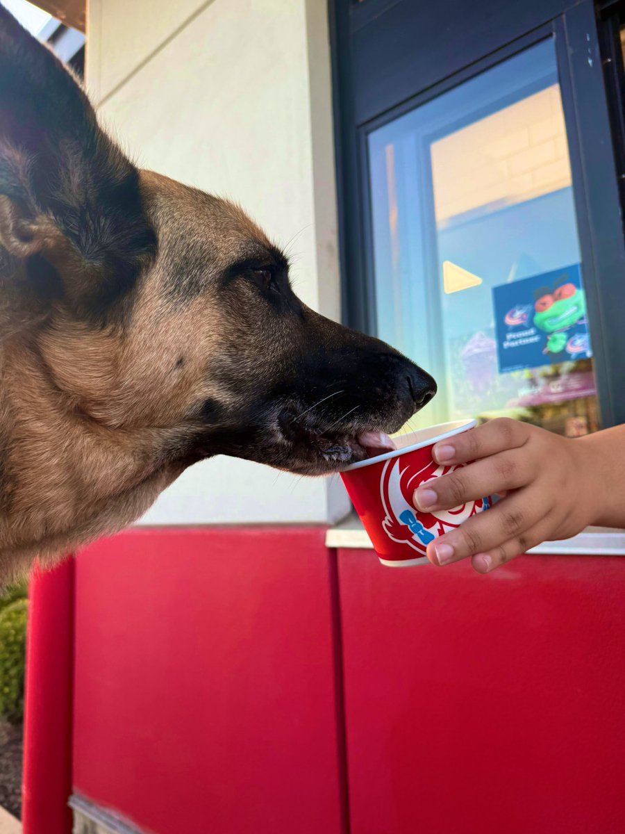 BucketJonBets's tweet photo. I’m a man of my word!!

Used the winnings day to get myself a Biggie Bag from Wendy’s (Jr. bacon cheeseburger of course) and a pup cup for Freya! ✅✅ https://t.co/wqV0vhwV0S