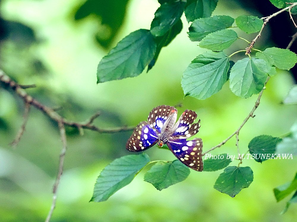 オオムラサキ…