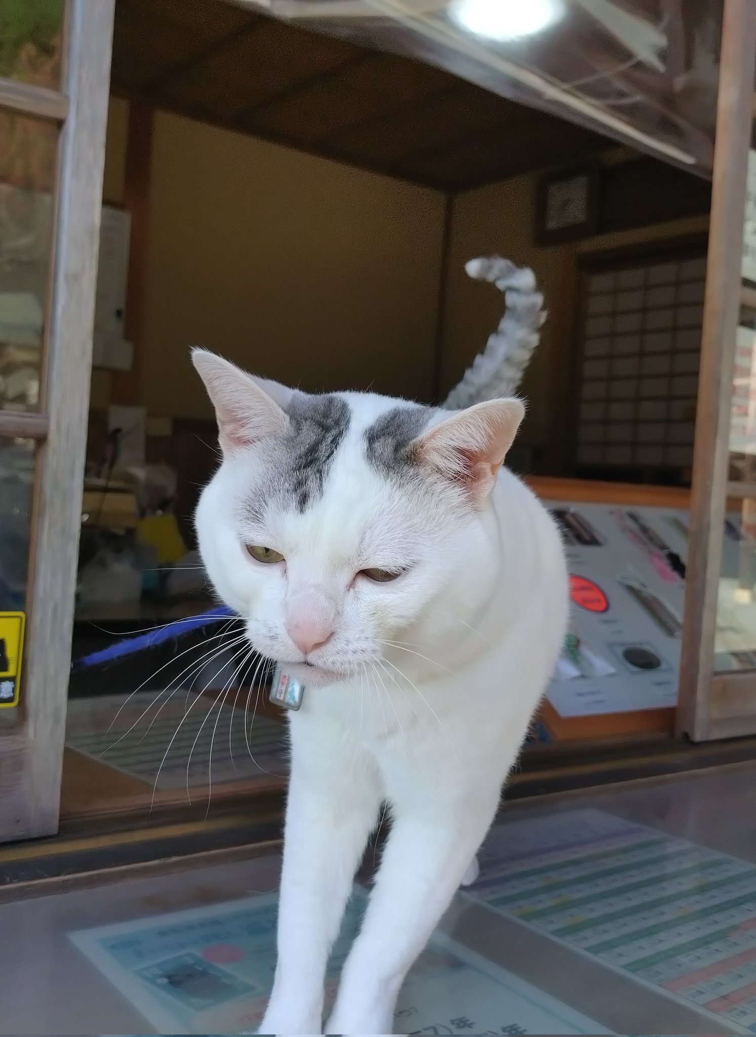 木山神社の招き猫 (@kiyama_jinjya) / X