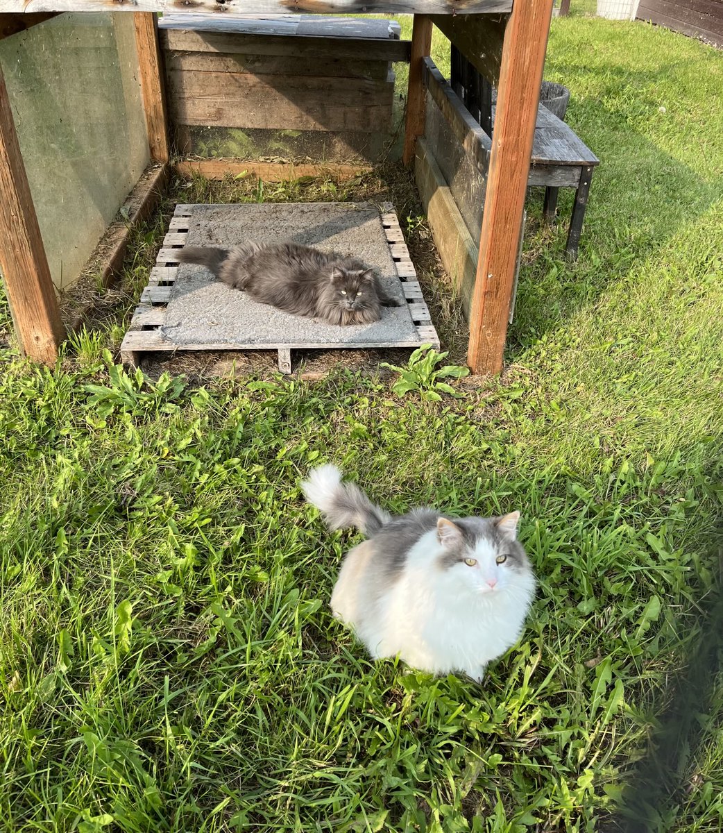 ChloeandBlueCa1's tweet image. Hello furiends! It was a cooler day today so we were both outside in the #catio today. Outside is the best. ❤️❤️😽💙💙 #bluemeister #chloe